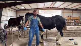 LIVE With The New Clydesdale Mares - Beauty s First Tack Up And Luna s Hoof Care