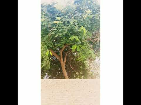 حالات واتس أغنيه ومالو لو ليلة تهنا بعيد عمرو دياب