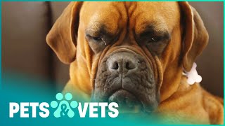 Cuddly Mastiff Saved From A Bad Home | Dog Rescuers | Pets & Vets
