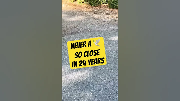 When Doves Show Up Randomly 🤍🕊️ 🌲 #birdshorts