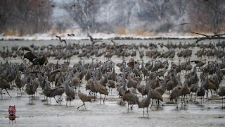 Sandhill Crane Migration Rowe Sanctuary with Eric Salas by Eric Salas Workshops Training Channel 1,674 views 2 years ago 16 minutes