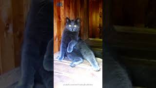 Funny Cat in the Dog House #short #shorts #funnyvideo