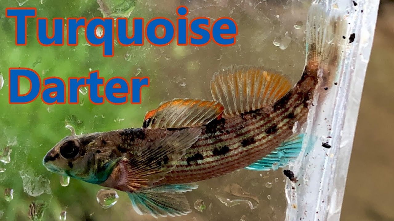 Snorkel Fishing the Upper Broad River, YouTube