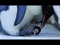 Baby Penguin Transfer | Snow Chick: A Penguin's Tale | BBC Earth