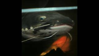 Fishsanity - Sony FX3 + Dehancer