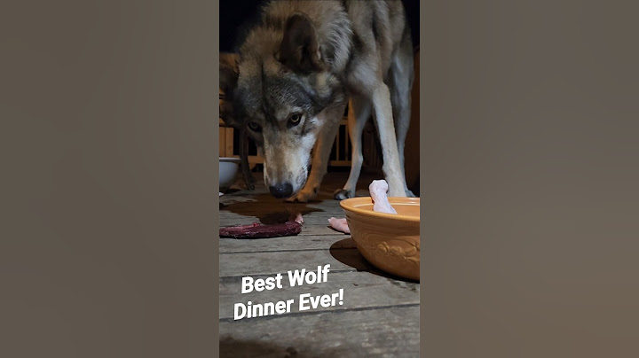 What a Wolf Eats! #petwolf #honeythewolf #wolf #wolfdog