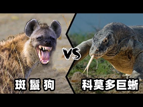 鬣狗vs科莫多巨蜥，如果这两种野兽正面硬肛，谁会笑到最后呢？