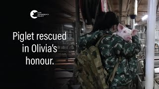 Piglet Rescued From Intensive Pig Farm Free Olivia