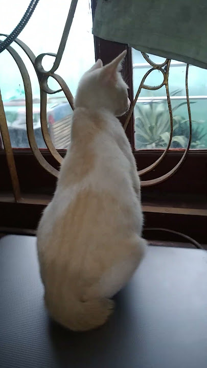 KUCING KEPO DENGERIN TETANGGA BERANTEM 😹#shorts