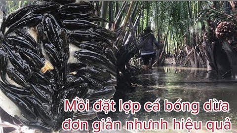 Về Miền Tây Đặt Lợp Cá Bóng Dừa Trúng Lớn!