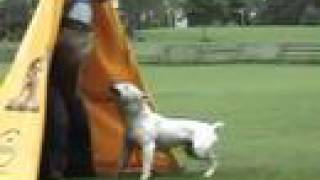 Screwy Louie Schutzhund Protection June 15Th 2008