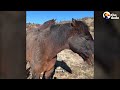 Grumpy Zonkey Who Hated Everyone Finds His Best Friend | The Dodo