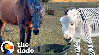 Grumpy Zonkey Who Hated Everyone Finds His Best Friend | The Dodo