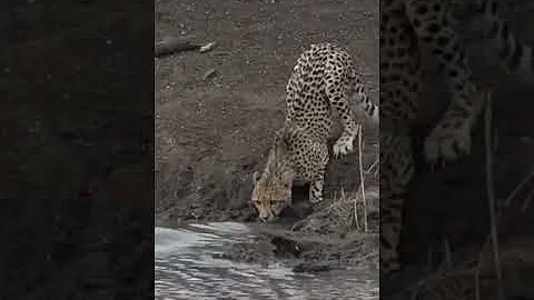⚠️ Graphic content ⚠️Crocodile catches cheetah! 🐊🐆