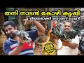 നാടൻ കോഴി വളർത്തലിൽ വിജയം  | Desi poultry farming | Kozhi valarthal malayalam