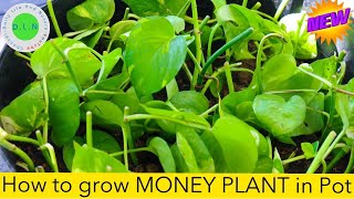 How To grow Money Plant in Pot | Growing  Money Plant in Soil | Daily Life and Nature