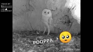 Poor baby barn owl is scared of THUNDER! 🦉⚡#shorts