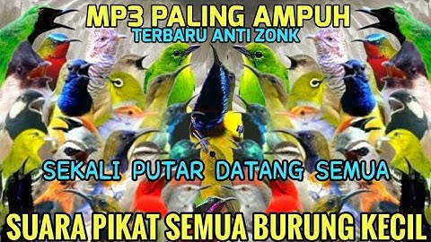 ANTI ZONK! Suara Pikat Semua Burung Kecil 2025 - MP3 100% Ampuh