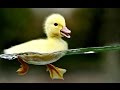 Relaxing Rain Sounds With Duck pond Ambience, Soothing Rain  High Quality