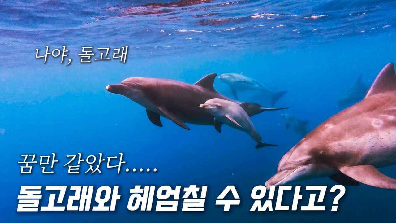 아니, 돌고래가 나를 불렀다니까? 삐익-