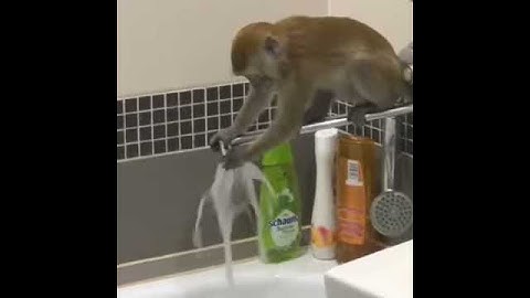 Обезьянка дома