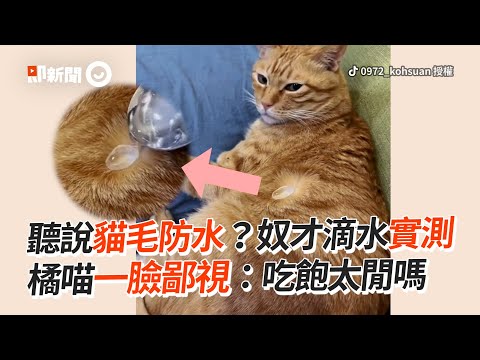 再度實測貓毛防水嗎？橘貓一臉鄙視：吃飽太閒😾｜寵物動物｜貓咪｜精選影片