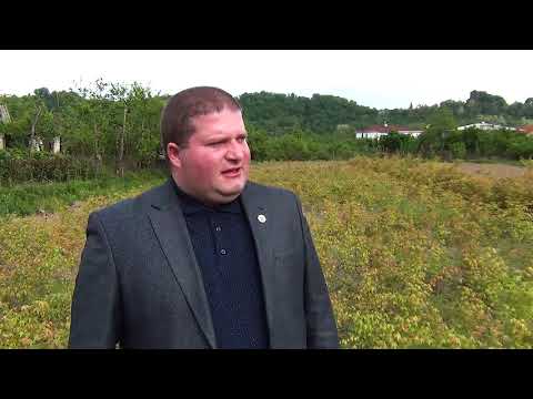 ნეკერჩხლის ნერგები / nekerchxlis nergebi