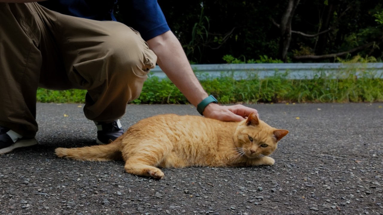 [CC] 42 cats of Ainoshima island, an inspection