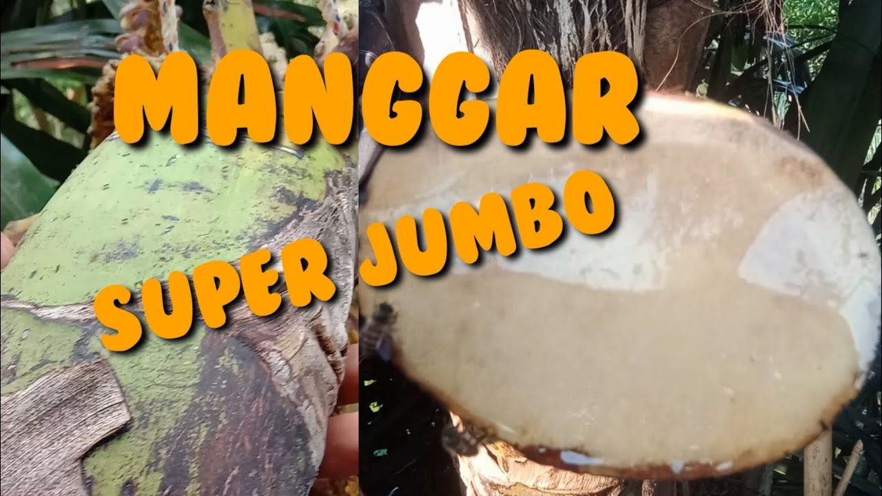 Menyadap aren super Jumbo,pemotongan,pemeraman sampai panen nira