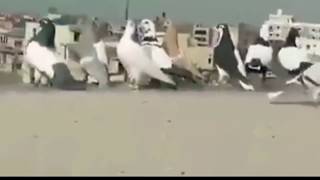 Best Pigeon Video|pigeon lover |Pakistan by ALL 4K 61 views 4 years ago 2 minutes, 6 seconds