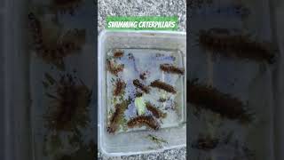 Swimming caterpillars 😂 #hydroponics #rooftopgarden #hydroponicgarden #pestcontrol