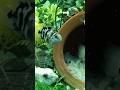fish aquarium #shortvideo