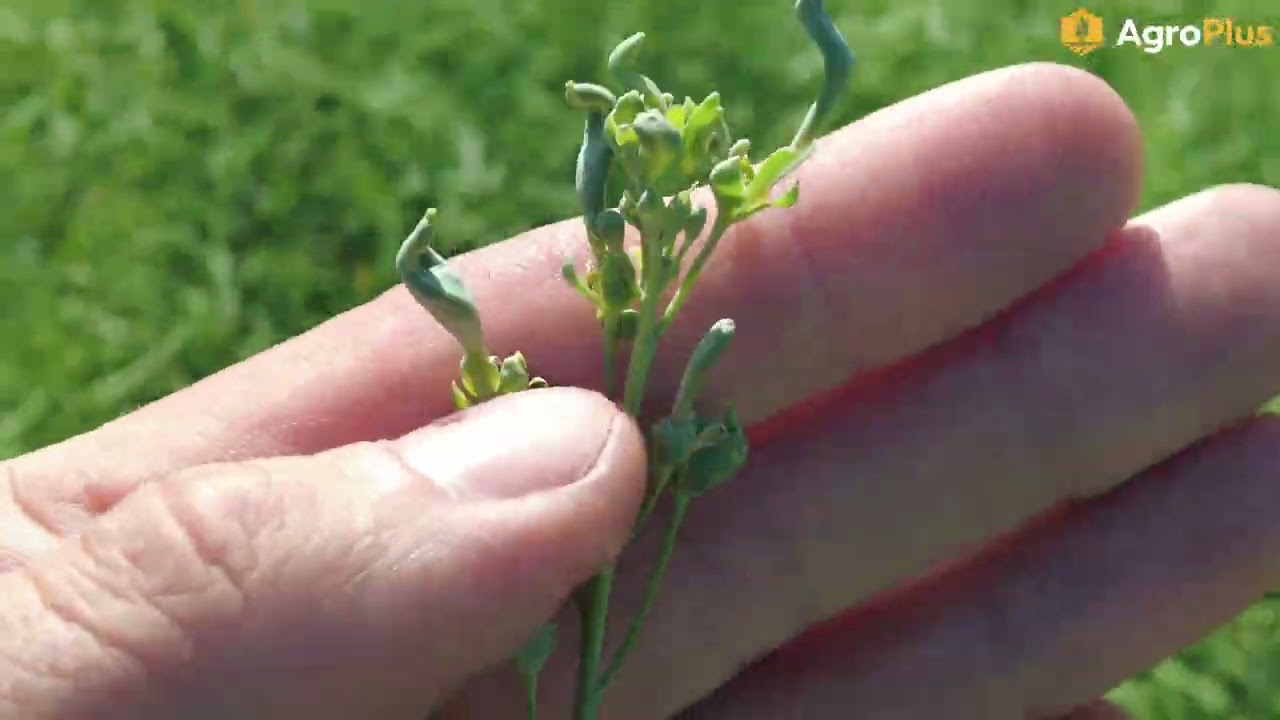 AgroPlus news from the field Aug 15, 2025