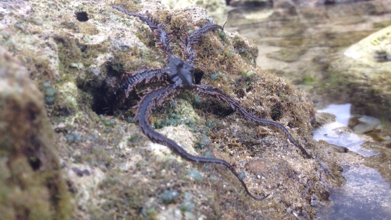 Brittle Starfish Climbing Out of the Waters of Kenting, Taiwan YouTube