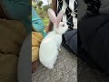 #bunnies #bunny#rabbit #funny #minivlog #pets #petlover