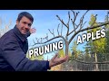 How to Prune Apple Trees | Tips for Pruning Espaliered Apple Trees