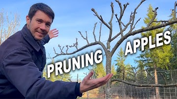 How to Prune Apple Trees | Tips for Pruning Espaliered Apple Trees