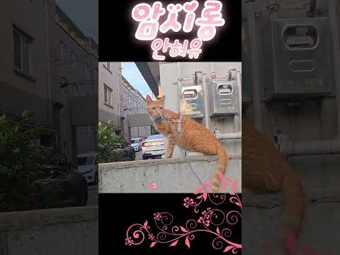 암시롱도 안혀유#고양이 #cat