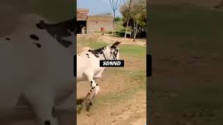 Download Lagu Angry bull Shero #shortvideo ##bullet #bull #qurbani #2k25 MP3