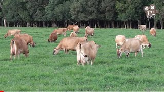 Agropecuária Arapari Jersey  - Fazendas de Sucesso - TV Jersey