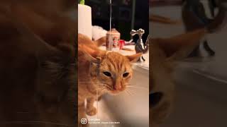 #cats @TheStringbox