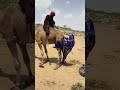 شاهد كيف تلهو هذه المرأة مع ناقتها وتتأرجح عليها في مشهد يملؤه الحب