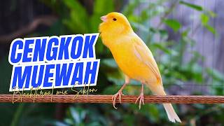 SUARA KENARI GACOR CENGKOK LOMBA - MASTERAN KENARI ISIAN BLACKTHROAT DAN SIKLON GACOR FAVORITE