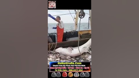 Tại sao khi bắt được cá mập, tàu cá lại thả chúng đi