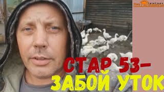 Как определить время забоя уток. Забой и разделка уток Стар 53. 