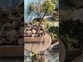 Raft Style Jade... #garden #gardening  #bonsai #jade #trending #shorts #like #suscribe