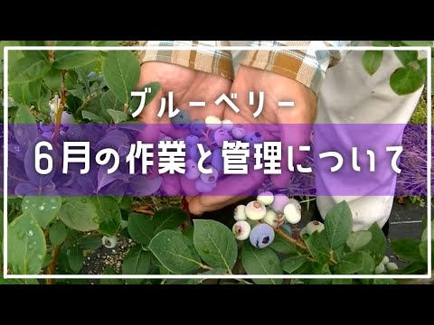 ブルーベリー 6月の作業と管理 花芽分化から考える夏剪定 Youtube ブルーベリー 6月の作業と管理 花芽分化から考える夏剪定 Youtube