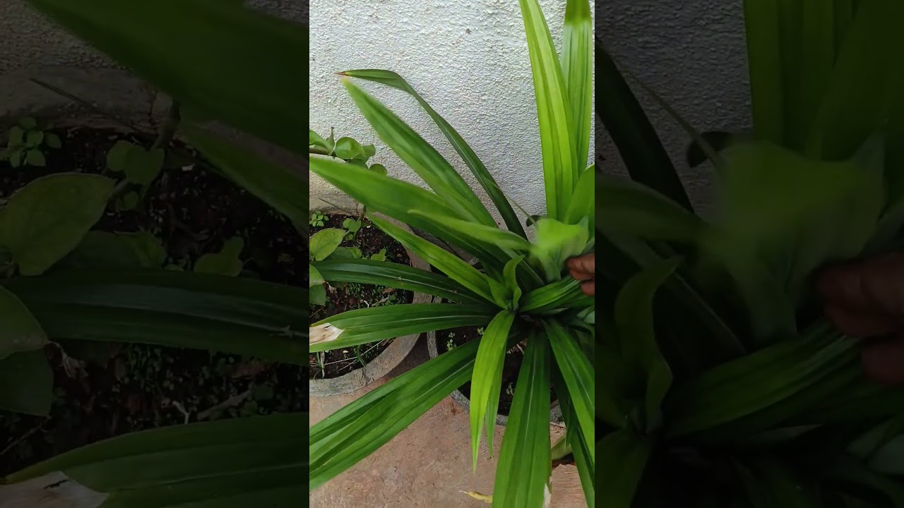 Basmati leaf or pandan leaf used for fragrant aroma to rice and other ingredients.....