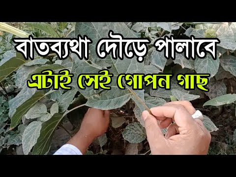 ভিডিও: পোষা প্রাণীতে বাত ব্যথা পরিমাপ