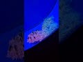 Ubur ubur unik di Sea world #shorts #videoshort #jellyfish #biota